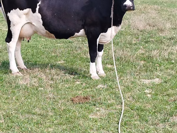 Vacă, Rasa Holstein