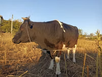 Vacă, Russian Black pied cattle — foto 3