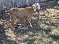 母山羊, Goats — 照片 4