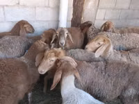 Sheep, Arashan sheep — photo 1