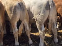 公牛, Limousin cow — 照片 6
