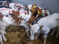 Toro, Simmental cattle — foto 6