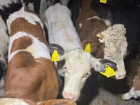 Bou, Simmental cattle — foto 2