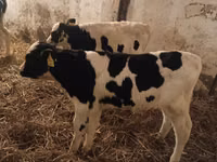 Bulle, Russian Black pied cattle — Foto 3