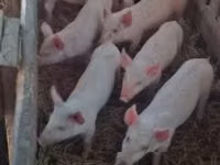 母猪, Pigs — 照片 2