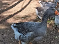 Geese — الصورة 7