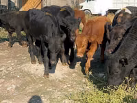 Bull, Swiss cattle — photo 3