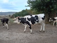 بقرة, Russian Black pied cattle — الصورة 2
