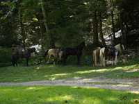 Cal, Racking Horse — foto 6