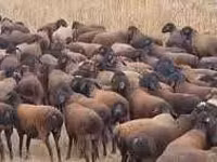 Ovelhas (lote, sexo não especificado), Karakul sheep — foto 2