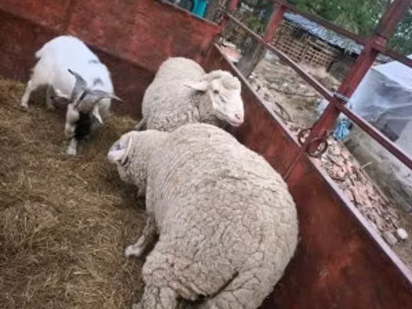 Berbec, Oi