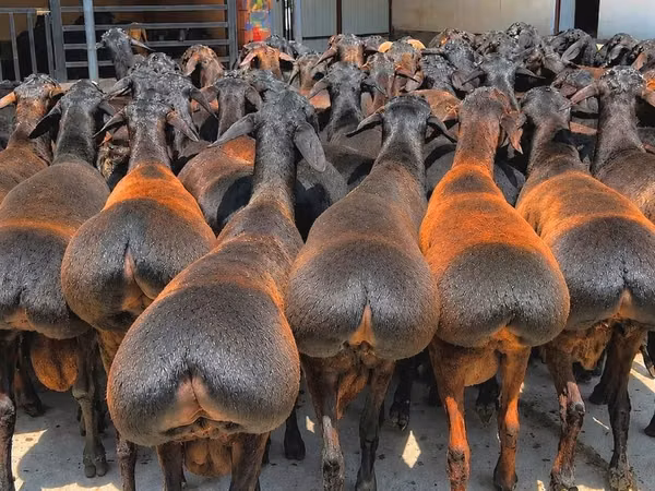 Berbec, Baerchuke sheep