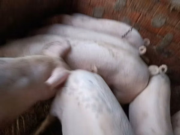 Eber, Schweine