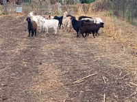 Capră, Alpine goat — foto 5