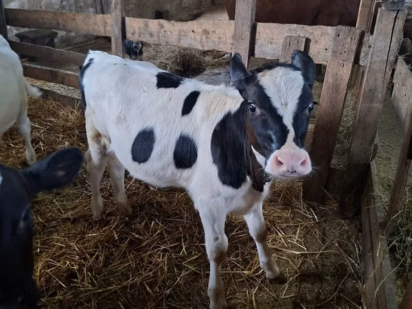 Vacă, Russian Black pied cattle