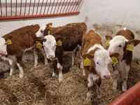 Bovine (lot, sex nespecificat), Simmental cattle — foto 2
