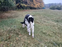 Kuh, Rinder — Foto 3
