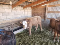 Bulle, Simmental cattle — Foto 3