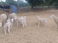 母羊, Sheep — 照片 2