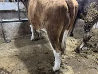 Vacă, Simmental cattle — foto 4