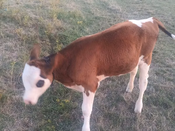 Bou, Bovine