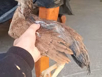Chickens — الصورة 7