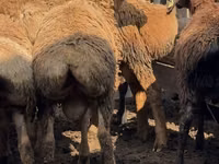 Carnero, Arashan sheep — foto 5