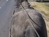 公马, Horses — 照片 2
