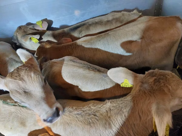 公牛, Simmental cattle