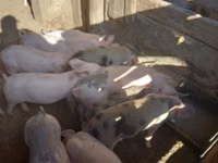 Scroafă, Porci — foto 4