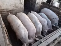 母猪, Pigs — 照片 3