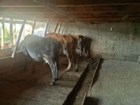 Vaca, Bovinos — foto 1