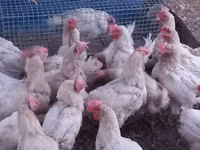 Leghorn — foto 1