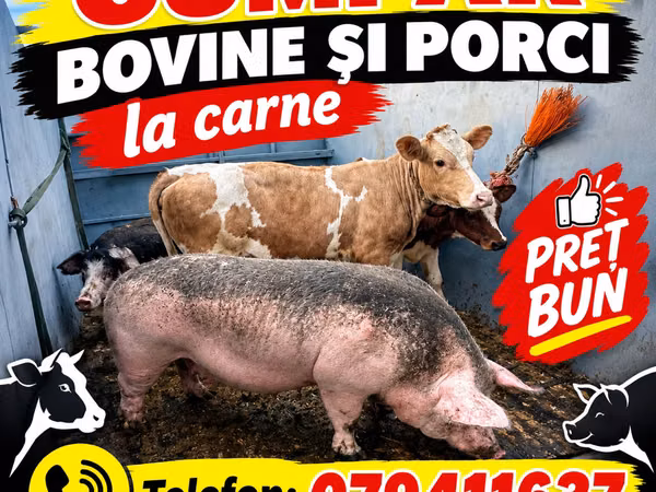 Vacă, Simmental cattle
