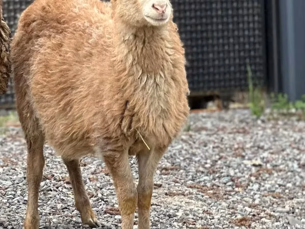 Ram, Hissar sheep