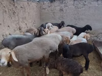 Ovelha, Arashan sheep — foto 2
