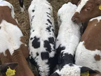 牛只（批次，未指定性别）, Cattle — 照片 2