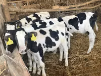 ثور, Russian Black pied cattle — الصورة 4