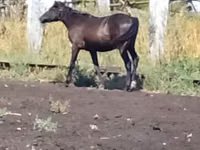 Cheval, Chevaux — photo 1