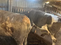 Bou, Simmental cattle — foto 2
