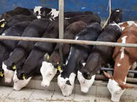 公牛, Simmental cattle — 照片 3
