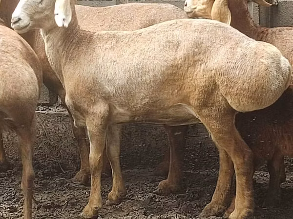 Schaf, Arashan sheep