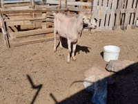 Țap, Saanen goat — foto 2