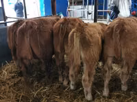 Bull, Limousin cow — photo 3