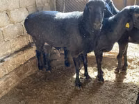 Ram, Sheep — photo 4