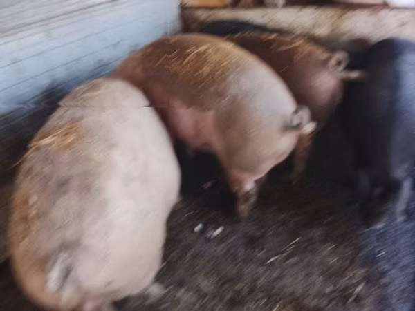 Porci (lot, sex nespecificat), Porci