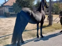 حصان, Friesian — الصورة 5