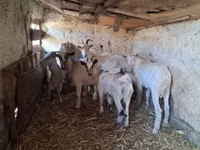 Goat, Goats — photo 3