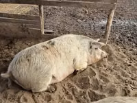 Säue, Schweine — Foto 5