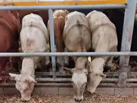 Rinder (Partie, Geschlecht nicht angegeben), Limousin-Kuh — Foto 2